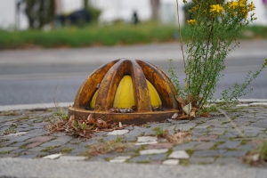 Einzige mir bekannte Schildkröte in Darmstadt.